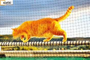 Siatki Sierpc - Plastikowa niedroga siatka dla kota na balkon dla terenów Sierpca